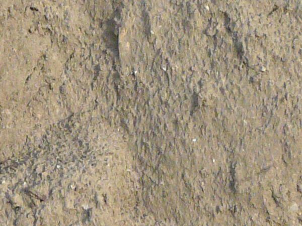 Uneven ground texture covered by a bumpy layer of dried tan soil. Various small sticks and rocks are visible in the surface.