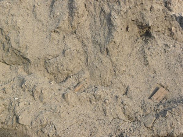 Uneven ground texture covered by a bumpy layer of dried tan soil. Various small sticks and rocks are visible in the surface.