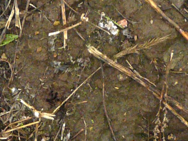 Dark, muddy soil texture, covered with areas of water, small rocks and various plant debris.