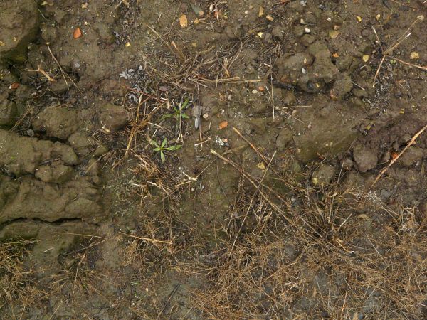 Dark, muddy soil texture, covered with areas of water, small rocks and various plant debris.