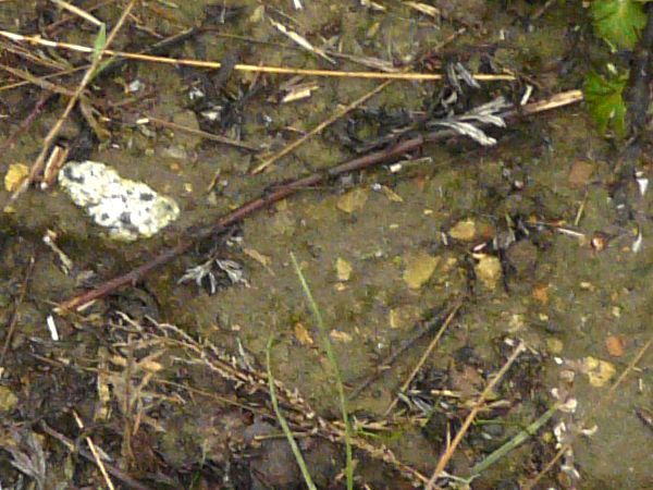 Dark, muddy soil texture, covered with areas of water, small rocks and various plant debris.