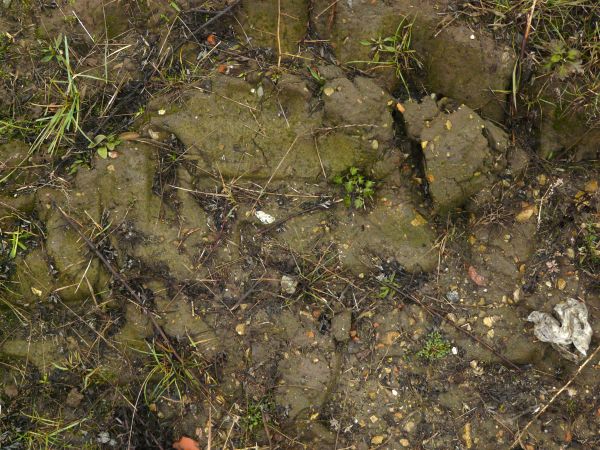 Dark, muddy soil texture, covered with areas of water, small rocks and various plant debris.