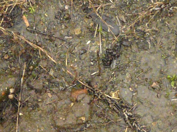 Dark, muddy soil texture, covered with areas of water, small rocks and various plant debris.