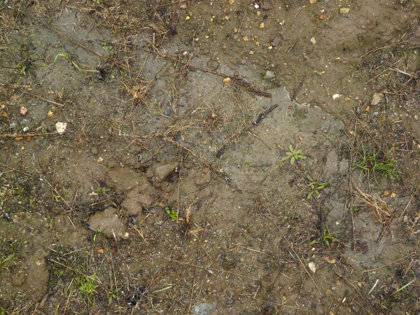 Dark, muddy soil texture, covered with areas of water, small rocks and various plant debris.