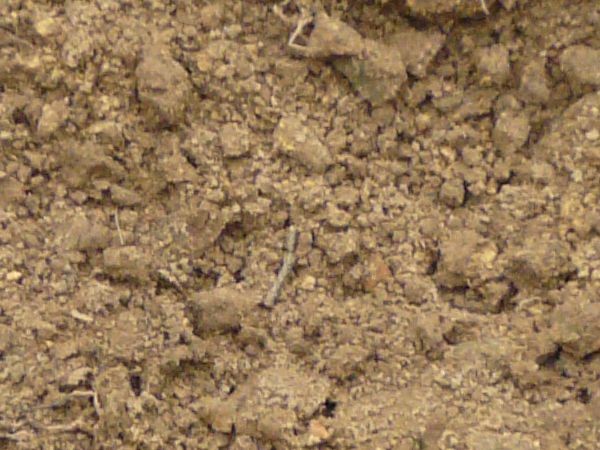 Brown ground texture, covered by loose clumps of dried dirt. A few small sticks and weeds are visible.