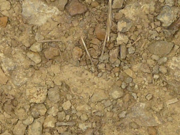 Rocky tan ground texture, covered in various dark stones and small sticks.