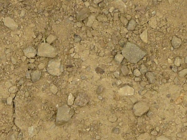 Rocky tan ground texture, covered in various dark stones and small sticks.