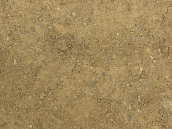 Rocky tan ground texture, covered in various dark stones and small sticks.