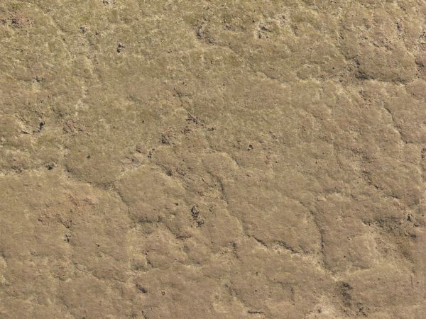 Tan ground texture, with various shallow cracks and indentations in the uneven surface of rough, hardened soil.