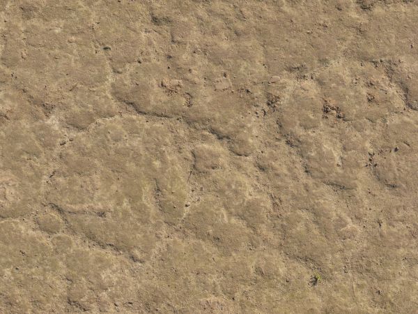 Tan ground texture, with various shallow cracks and indentations in the uneven surface of rough, hardened soil.