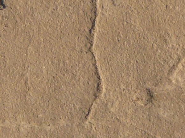 Tan ground texture, dried into a honeycomb pattern by thin, shallow cracks. Small clumps of soil are visible on the surface.