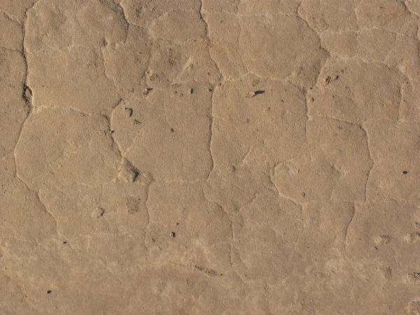 Tan ground texture, dried into a honeycomb pattern by thin, shallow cracks. Small clumps of soil are visible on the surface.