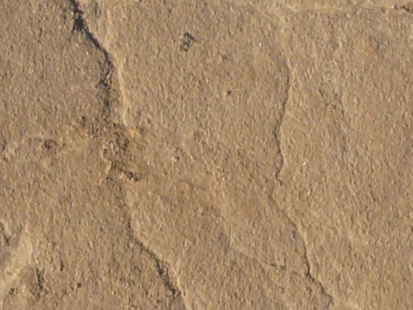 Tan ground texture, dried into a honeycomb pattern by thin, shallow cracks. Small clumps of soil are visible on the surface.