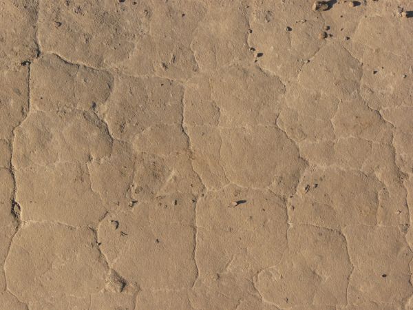 Tan ground texture, dried into a honeycomb pattern by thin, shallow cracks. Small clumps of soil are visible on the surface.