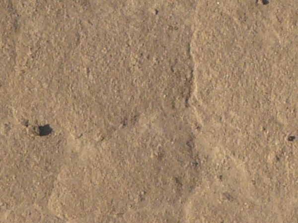 Tan ground texture, dried into a honeycomb pattern by thin, shallow cracks. Small clumps of soil are visible on the surface.