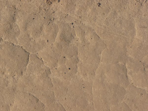 Tan ground texture, dried into a honeycomb pattern by thin, shallow cracks. Small clumps of soil are visible on the surface.