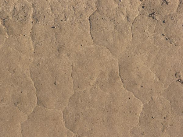 Tan ground texture, dried into a honeycomb pattern by thin, shallow cracks. Small clumps of soil are visible on the surface.