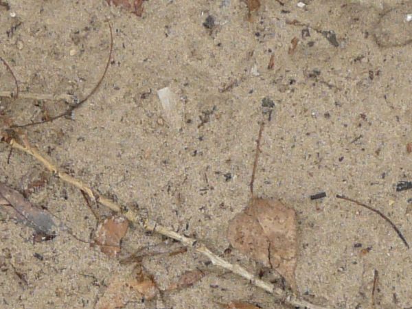 White ground texture, made up of rocky, sandy soil and various dried leaves, sticks and plant debris.