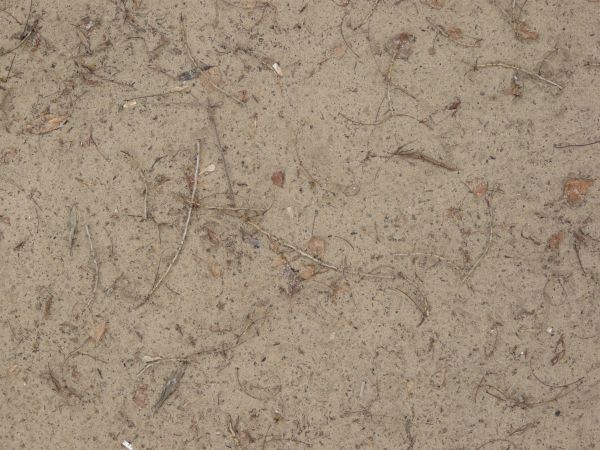 White ground texture, made up of rocky, sandy soil and various dried leaves, sticks and plant debris.