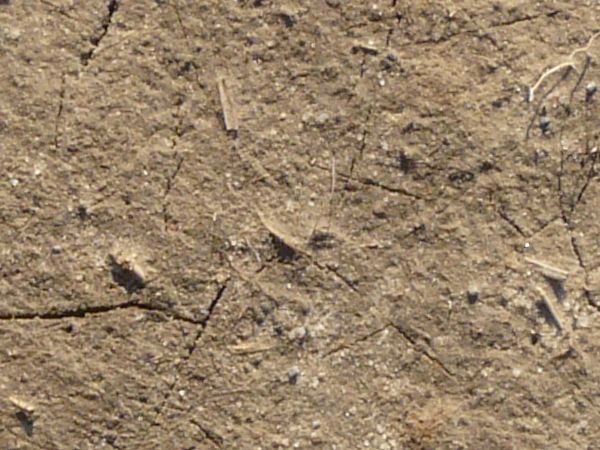 Tan ground texture with a rough, dried surface that has various angular cracks in it from drying. Small white sticks and weeds are visible on the surface.