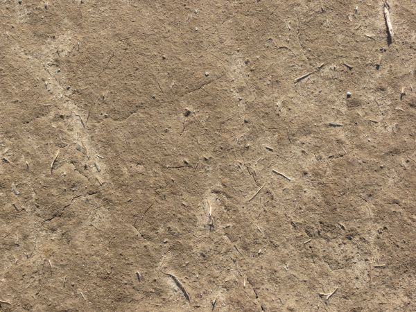 Tan ground texture with a rough, dried surface that has various angular cracks in it from drying. Small white sticks and weeds are visible on the surface.
