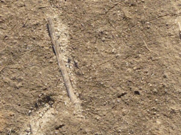Tan ground texture with a rough, dried surface that has various angular cracks in it from drying. Small white sticks and weeds are visible on the surface.