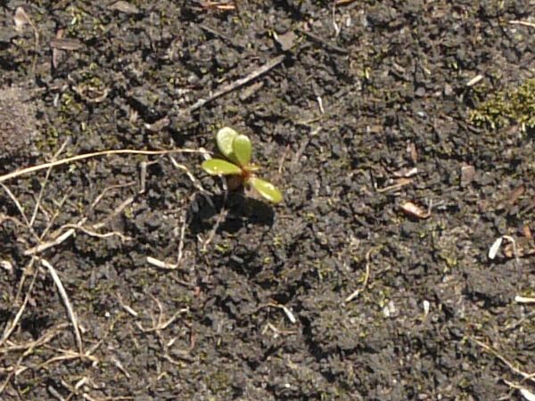 Dark grey ground texture, covered with rough soil and small green and dried white weeds.