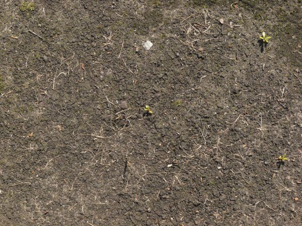 Dark grey ground texture, covered with rough soil and small green and dried white weeds.