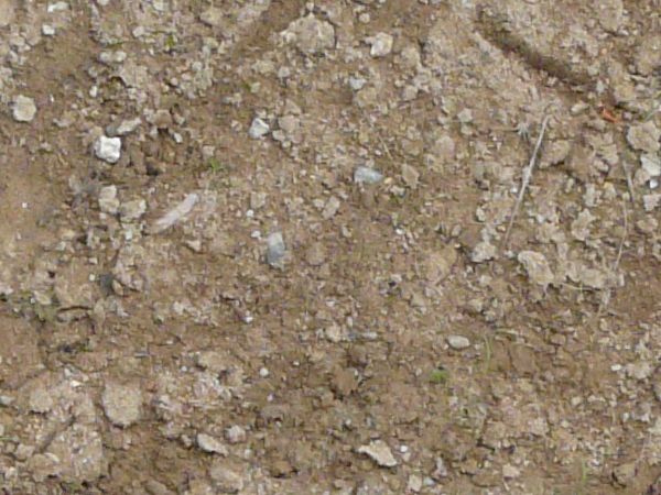 Brown ground texture, covered with various white rocks, plant debris and dirt clumps.