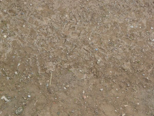 Brown ground texture, covered with various white rocks, plant debris and dirt clumps.