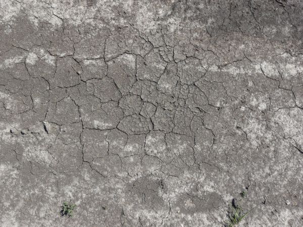 Dried grey ground texture with various sized cracks and crumbling soil. White patches and small green weeds are also visible.