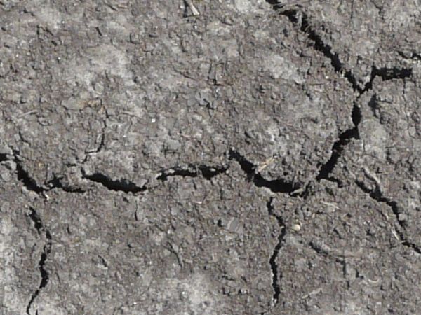 Dried grey ground texture with various sized cracks and crumbling soil. White patches and small green weeds are also visible.