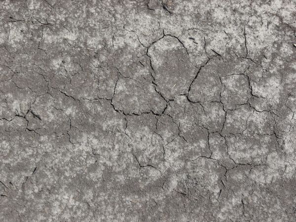 Dried grey ground texture with various sized cracks and crumbling soil. White patches and small green weeds are also visible.