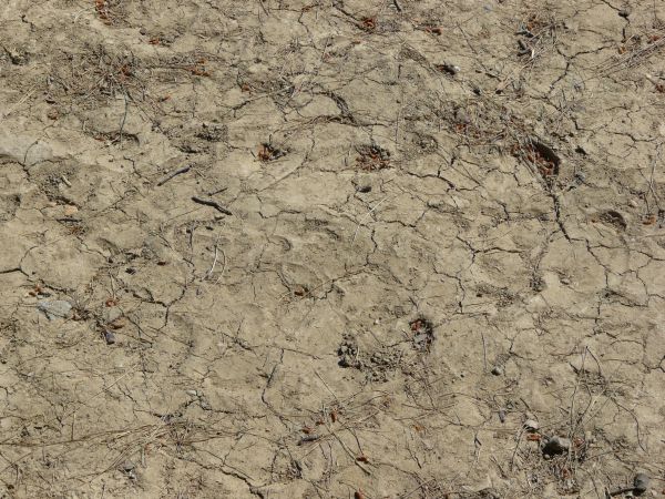 bare ground  texture