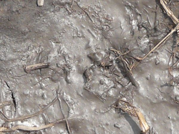 Grey mud texture in various degrees of dryness, with a few thin brown weeds scattered across the surface.