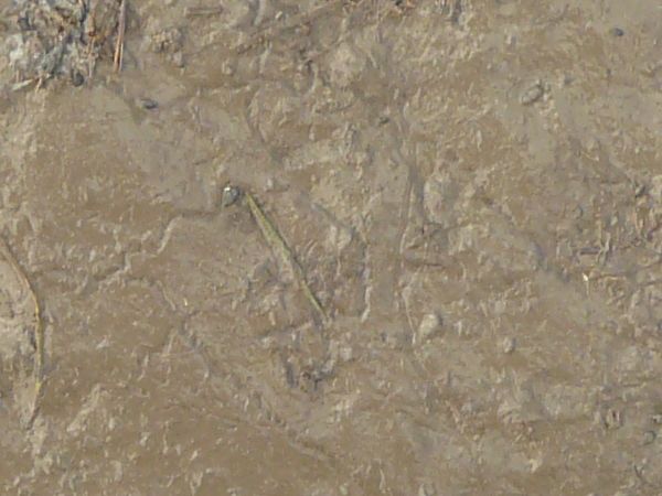 Brown mud texture, with various small sticks, weeds and indentations in an otherwise smooth surface.