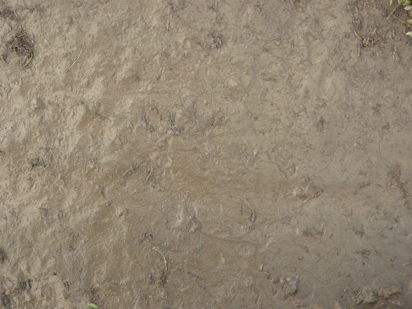 Brown mud texture, with various small sticks, weeds and indentations in an otherwise smooth surface.