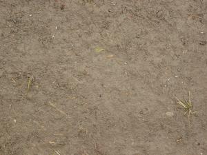 Light brown mud texture, with a rough, slightly dried surface full of small green weeds and other plant debris.