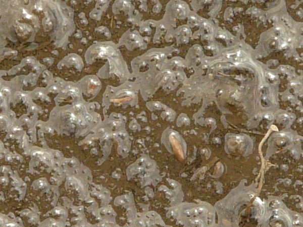 Dark brown mud texture, with a layer of water visible on the surface. The mud has a bumpy, shiny surface with small pieces of plant debris.