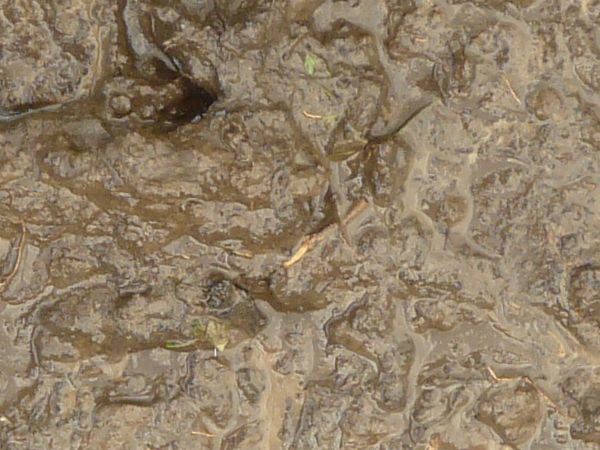 Brown mud texture, saturated by water, with a thick, shiny surface full of various sticks, holes and mud clumps.