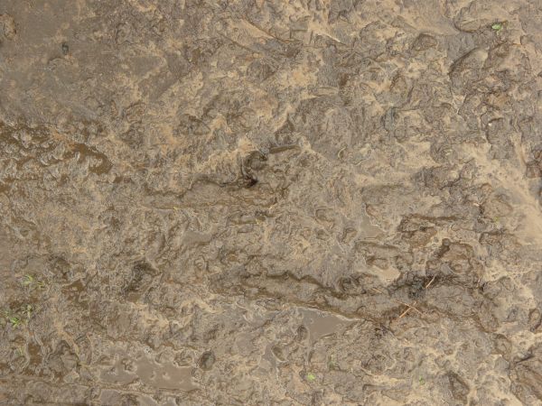 Brown mud texture, saturated by water, with a thick, shiny surface full of various sticks, holes and mud clumps.