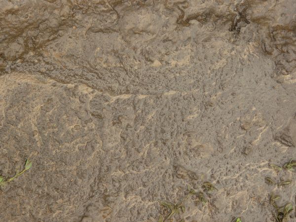Brown mud texture, with irregular tan streaks and completely saturated by water. Muddy green weeds are also visible.