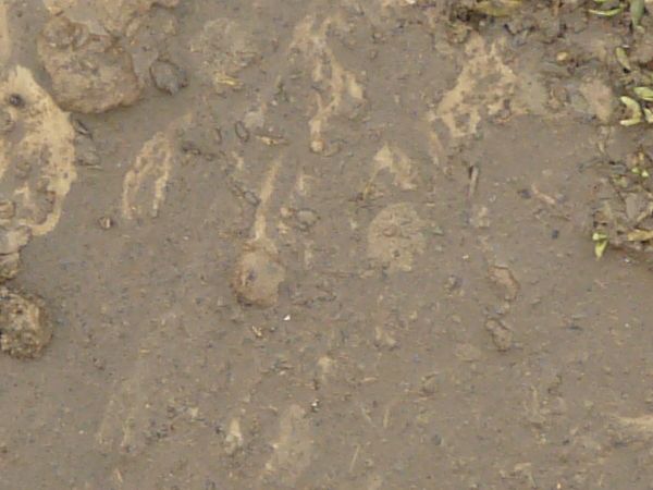 Wet brown mud texture, with irregular streaks of tan and some taller, drying areas. Small amounts of muddy weeds are also visible.