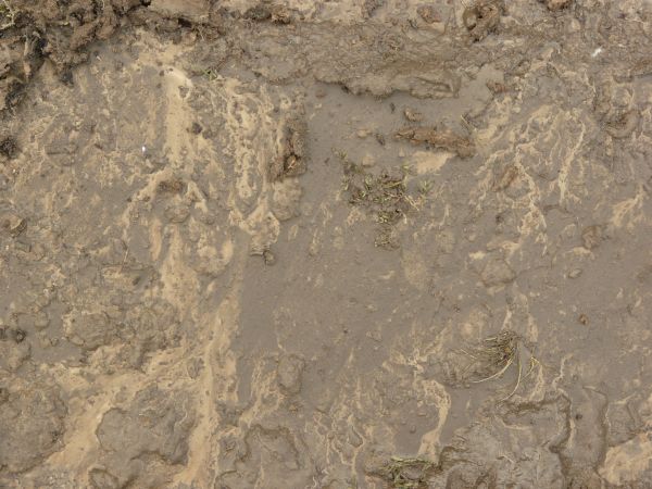 Wet brown mud texture, with irregular streaks of tan and some taller, drying areas. Small amounts of muddy weeds are also visible.