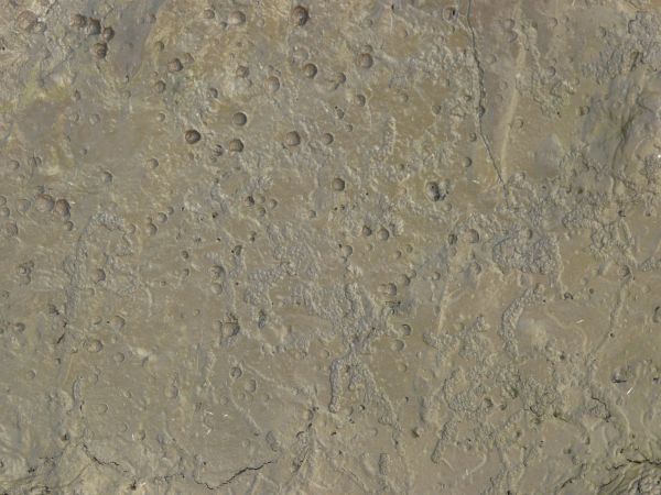 Dark green mud texture, with a wet, shiny surface. Many irregular indentations and small ciruclar lumps are visible on the surface.