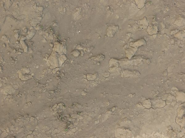 Drying grey mud texture, in various hues and degrees of dampness. Several large cracks are visible in the surface.