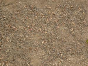 Brown mud texture, with a thick layer of dead leaves and other plant debris in its surface.