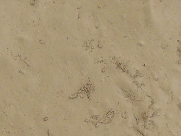Mudy sand texture, with a surface in various degress of wetness. Small sticks, weeds and clumps are visible throughout.