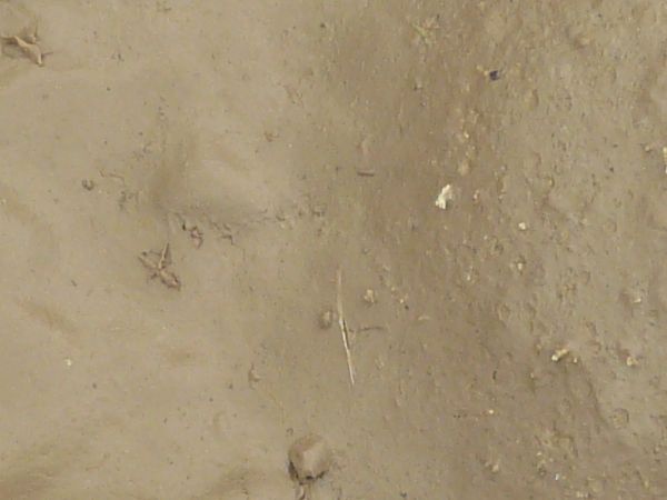 Mudy sand texture, with a surface in various degress of wetness. Small sticks, weeds and clumps are visible throughout.