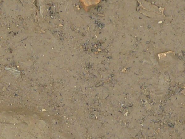 Wet brown mud texture, with various sticks, weeds and clumps of soil in its surface.